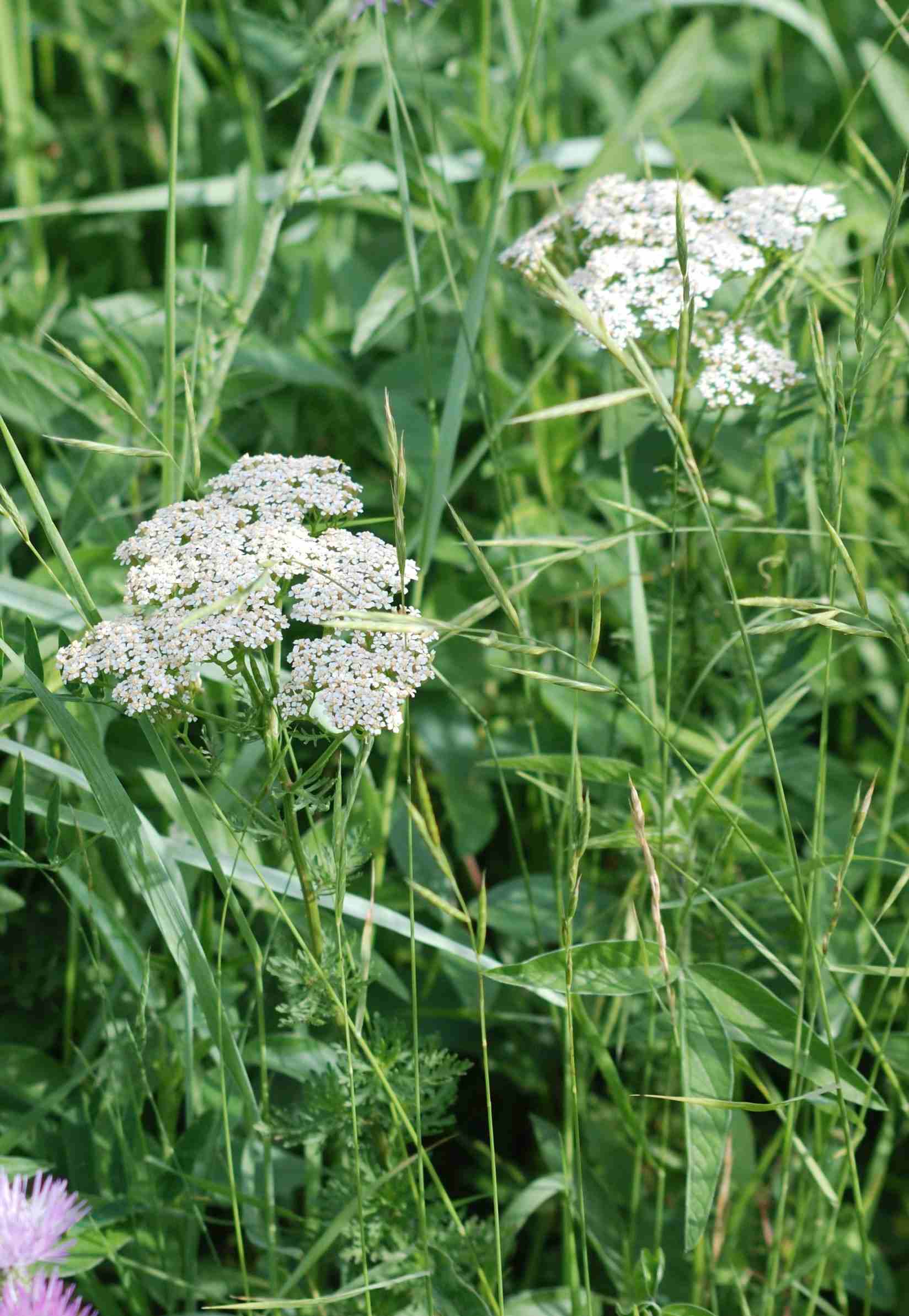 Achillea cfr.ligustica